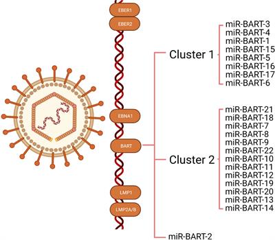 The role of EBV-encoded miRNA in EBV-associated gastric cancer